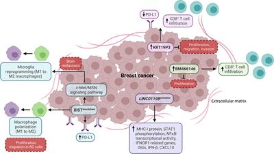 The current advances of lncRNAs in breast cancer immunobiology research